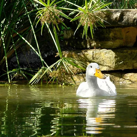 فندق Olympos Çıralı